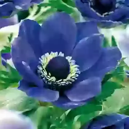 Anemone
